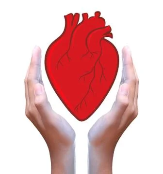 Human red heart in hand Stock Illustration