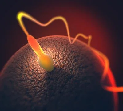 Human Reproduction Stockillustratie