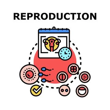 Human reproduction process with fertilization and embryo development stages Stock Illustration