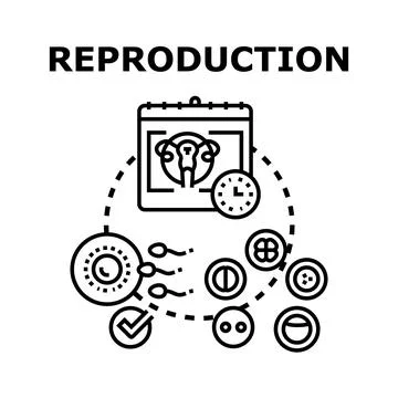 Human reproduction process with fertilization and embryo development stages Stock Illustration
