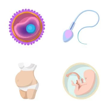 Human reproduction process with ovum sperm embryo and pregnant woman Stock Illustration
