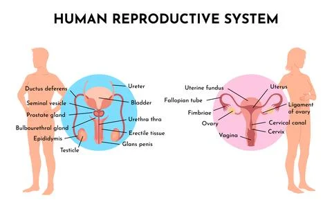 Human Reproductive System Vector Illustration Diagram, Male and Female. Medicine Stockillustratie