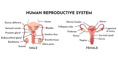 Human Reproductive System Vector Illustration Diagram, Male and Female. Medicine 库存插图