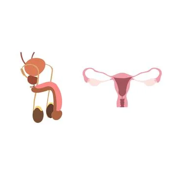 Human reproductive systems Stock Illustration