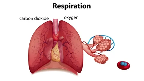 Human Respiration Stock Footage ~ Royalty Free Stock Videos | Pond5