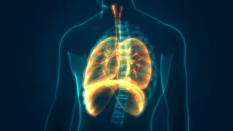 Human Respiration System Anatomy Stock-Footage 115094873