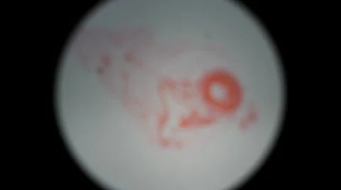 Human Respiratory System 2 Stock Footage 6531832