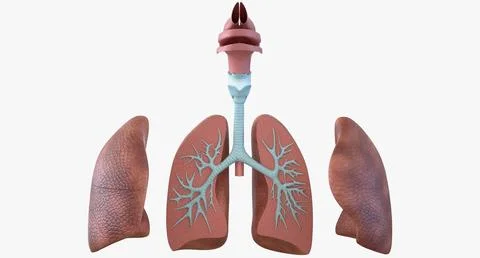 Human Respiratory System Anatomical Model 3D Model