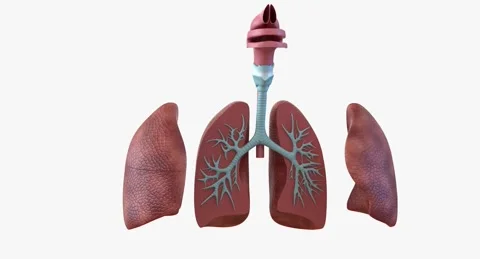 Human Respiratory System Anatomical Model Stock Footage 283840656