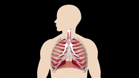 Human respiratory system anatomy animation showing breathing process with l.. Stock Footage 332840556