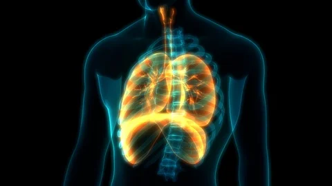 Human Respiratory System Anatomy Stock Footage 115094875