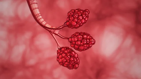 Human Respiratory System and the structure of alveoli Stock Footage 254229125