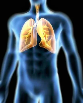 Human respiratory system, artwork Stock Illustration