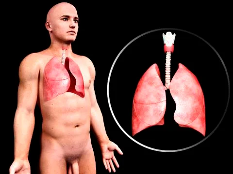 Human respiratory system, artwork Stock Illustration