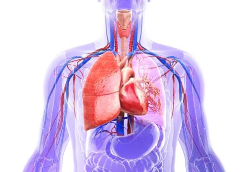Human respiratory system, artwork Stock Illustration