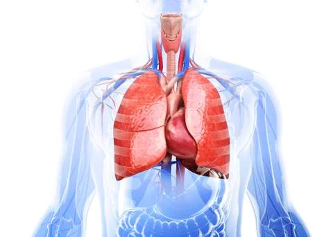 Human respiratory system, artwork Stock Illustration