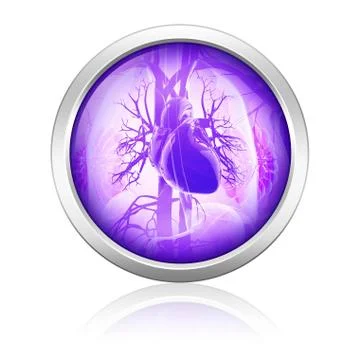 Human respiratory system, artwork Stock Illustration