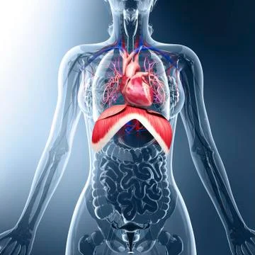 Human respiratory system, artwork Stock Illustration