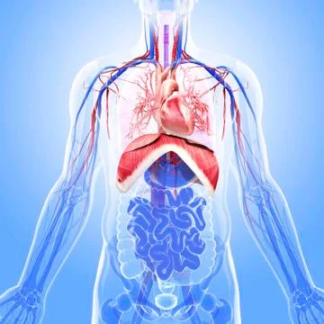 Human respiratory system, artwork Stock Illustration