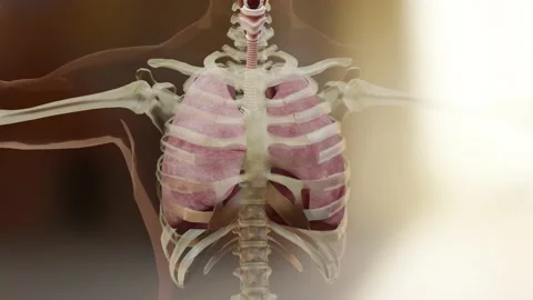 Human Respiratory System, concept of cigarette smoker lungs,  visible lung Stock Footage 155699183