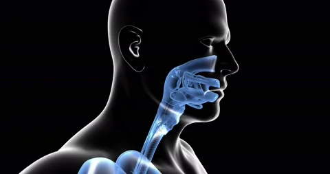 Human Respiratory System Stock-Footage 141788733