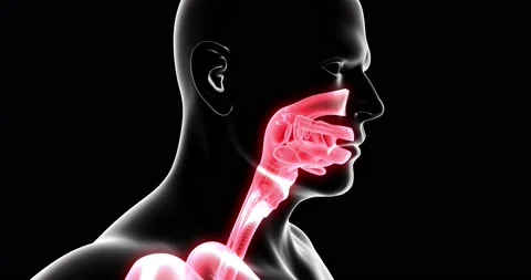 Human Respiratory System Stock-Footage 141788774