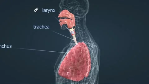 Human Respiratory system Stock Footage 260260295