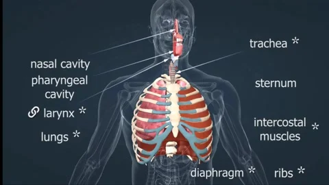 Human respiratory system Stock Footage 264053841