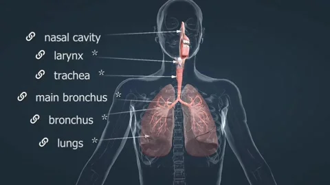 Human Respiratory system Stock Footage 264674243