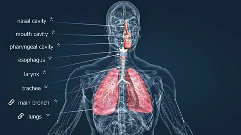Human respiratory system Stock Footage 314597070