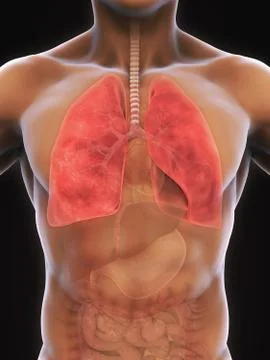 Human Respiratory System Illustrazione stock