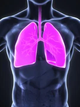 Human Respiratory System Stock Illustration