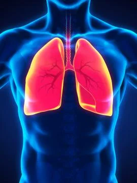 Human Respiratory System Illustrazione stock