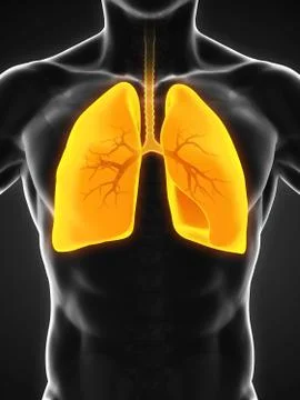Human Respiratory System Stock Illustration