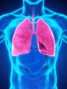 Human Respiratory System Stock Illustration