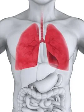 Human Respiratory System Illustrazione stock