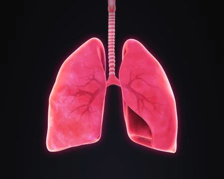 Human Respiratory System Stock-Illustration