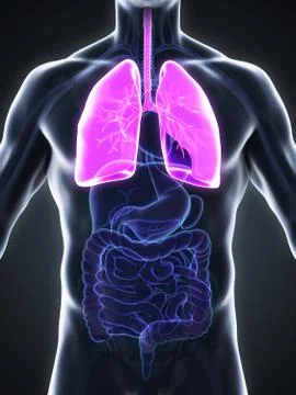 Human Respiratory System Stock Illustration