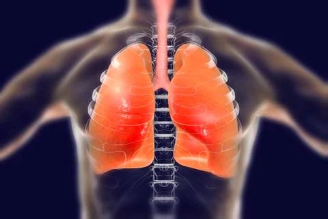 Human respiratory system Stock Illustration