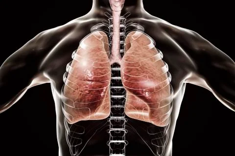 Human respiratory system Stock Illustration