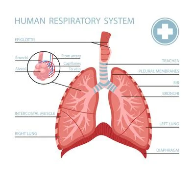 Human respiratory system Ilustración de archivo