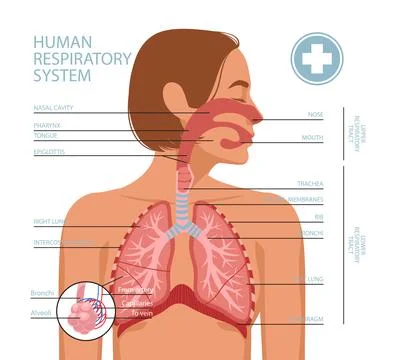Human respiratory system Stock Illustration