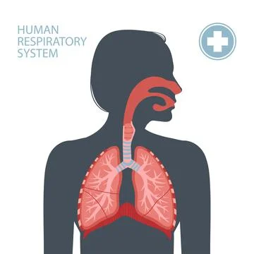 Human respiratory system Stock Illustration