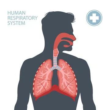 Human respiratory system Stock Illustration