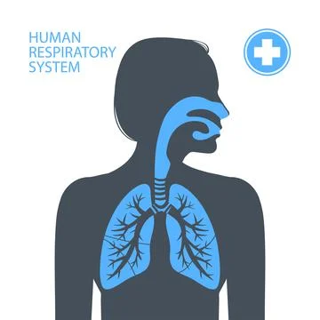 Human respiratory system Illustrazione stock