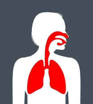 Human respiratory system Stock Illustration