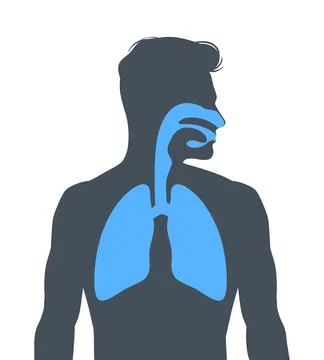 Human respiratory system Stock Illustration