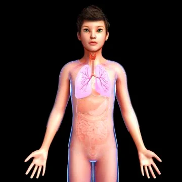 Human respiratory system, illustration Stock Illustration