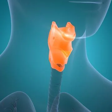 Human Respiratory System Larynx and Pharynx Anatomy Stock Illustration