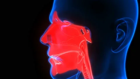 Human respiratory System Lungs, Alveoli with Larynx and Pharynx Anatomy Vidéo 139033769